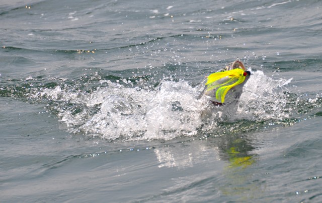 Parachute-Jig-Bluefish 8 640x405 Joe Cronin Tournament Recap (OTW TV)