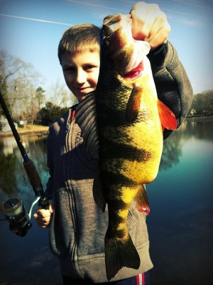 Big Yellow Perch Big Yellow Perch 300x401 New Jersey Fishing Report 2 2 2012