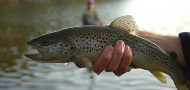 This Week's <br />Fishing Forecast