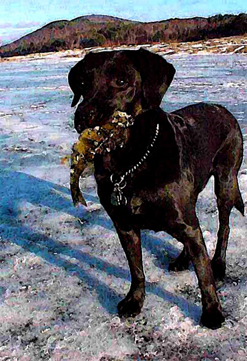 Garth_Perch paint Garth Perch paint Black Ice & A Black Lab