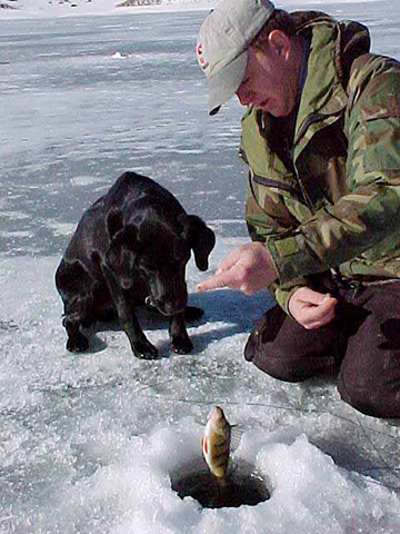 Garth_Perch4 Garth Perch4 Black Ice & A Black Lab