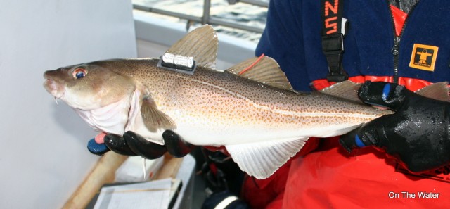 Cod-Tagging-Block-Island Jan3 640x297 2011 On The Water