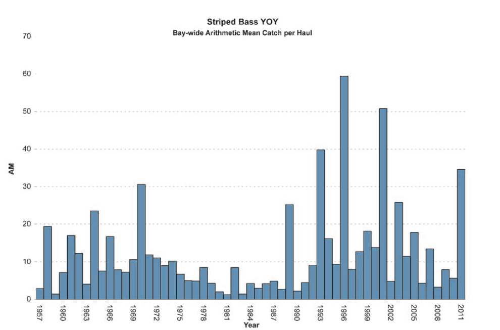 Are Striped Bass Regulations Really Working?