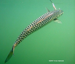 holymackerel1 WEB EXTRA: The Hogy Holy Mackerel and other creations