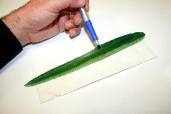 step3 WEB EXTRA: The Hogy Holy Mackerel and other creations