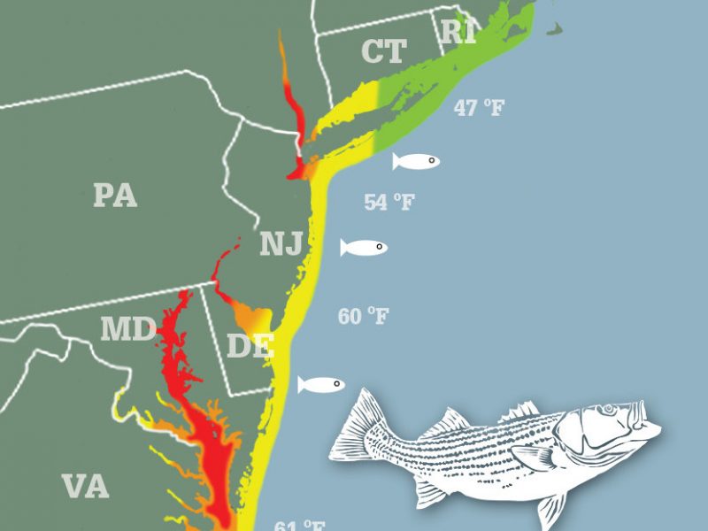 Striped Bass Migration Map 2023 – LBEGMS