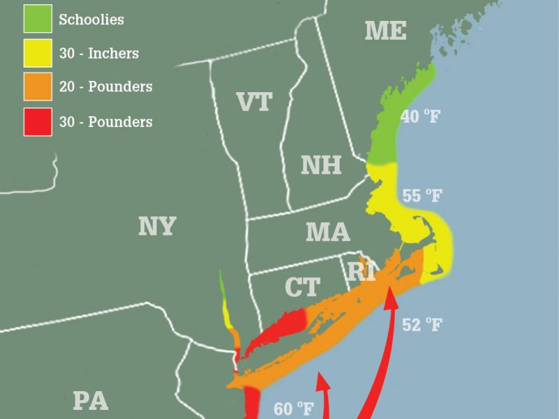 Striper Migration Map May 21, 2015 On The Water