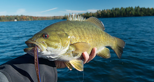 Bottom Fishing Strategies For Smallmouth - On The Water