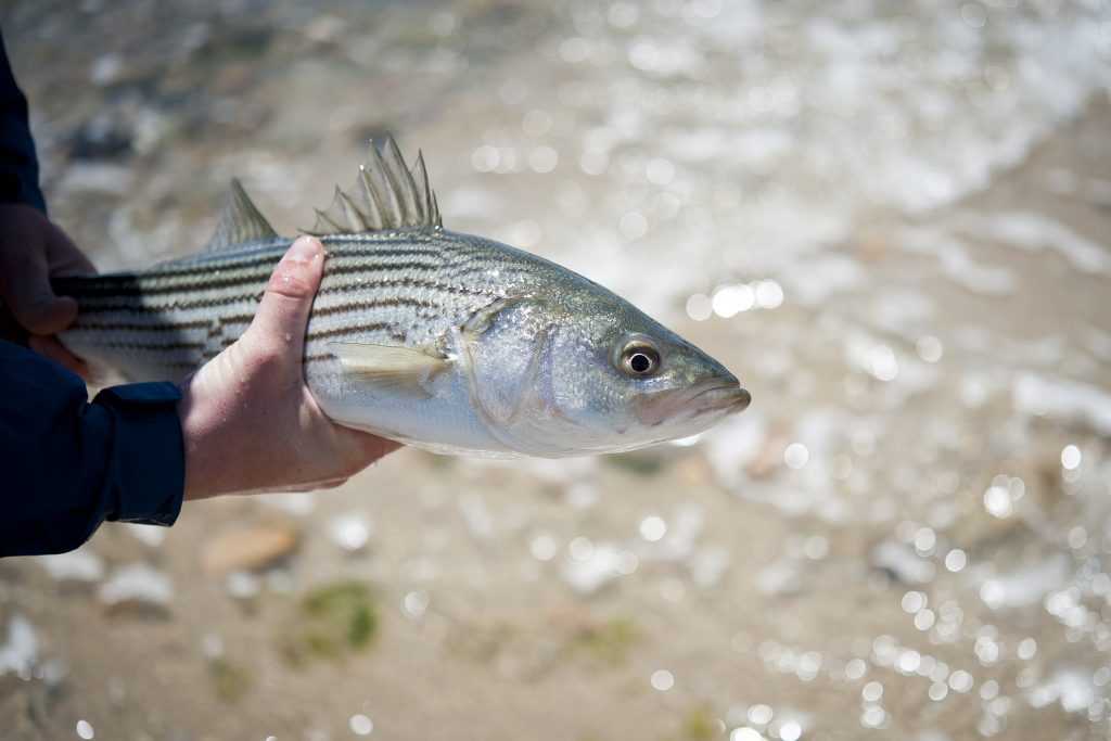 Striped Bass Managers Shoot Down Quota Increase On The Water