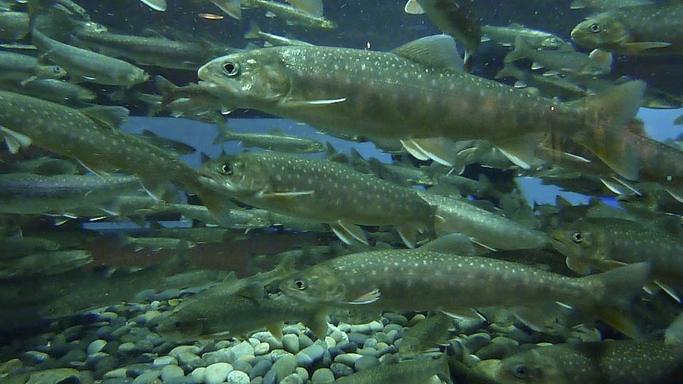 Maine Fisheries Division Recognized For Arctic Charr Restoration On The Water