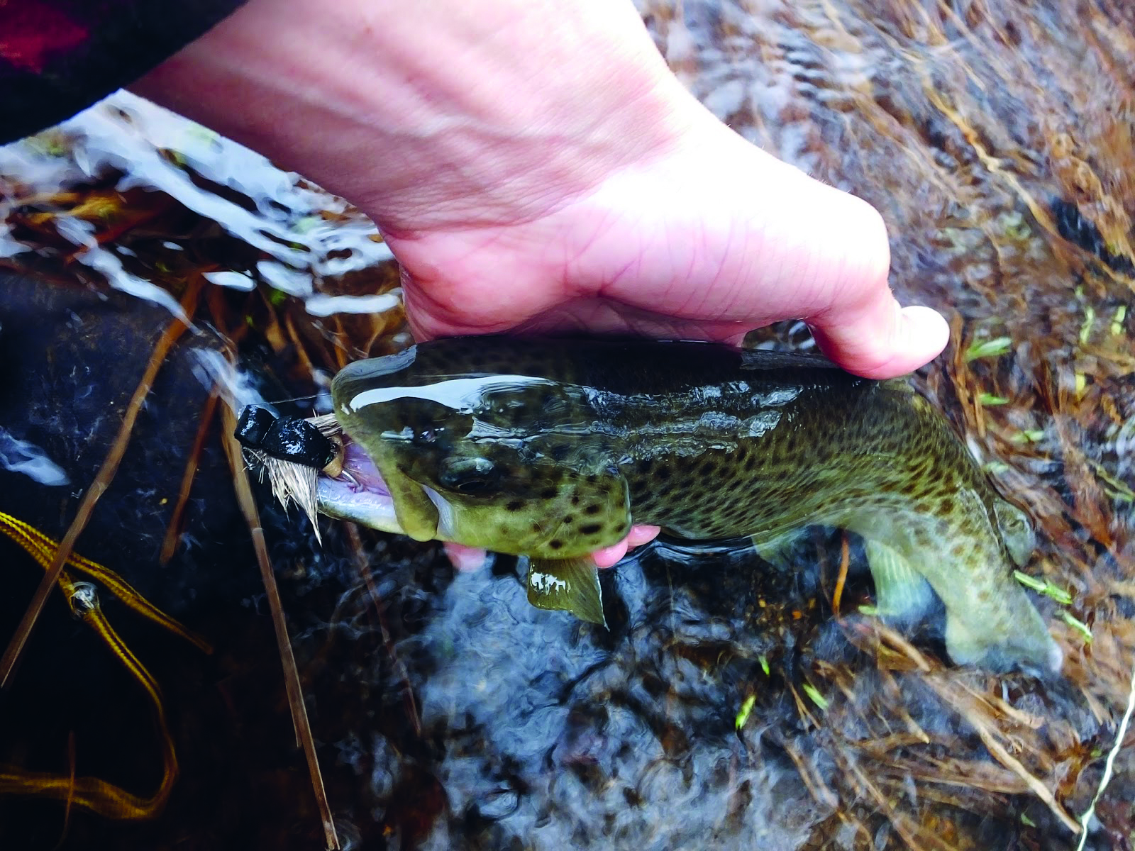 master splinter fly pattern