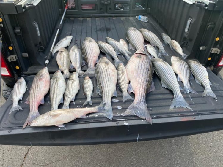 Striped Bass Poachers Caught with Gill Net - On The Water