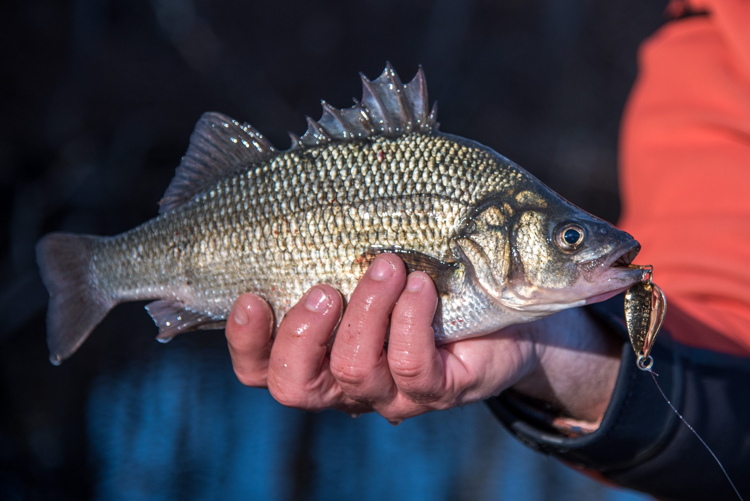 Southern New Jersey Fishing Report - December 31, 2020 - Vimarsana News