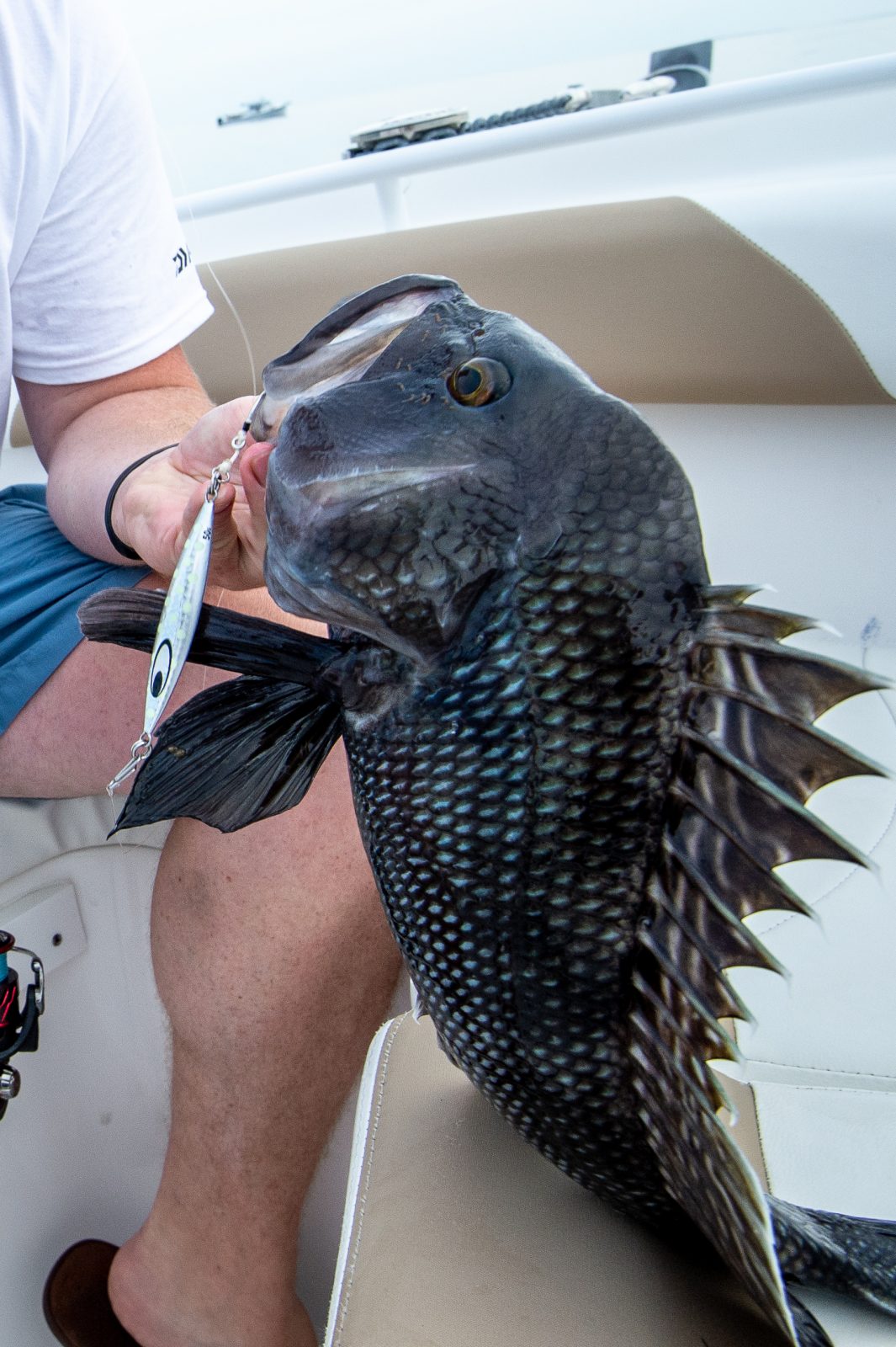 Is a seabass a real fish, What is the difference between striped bass