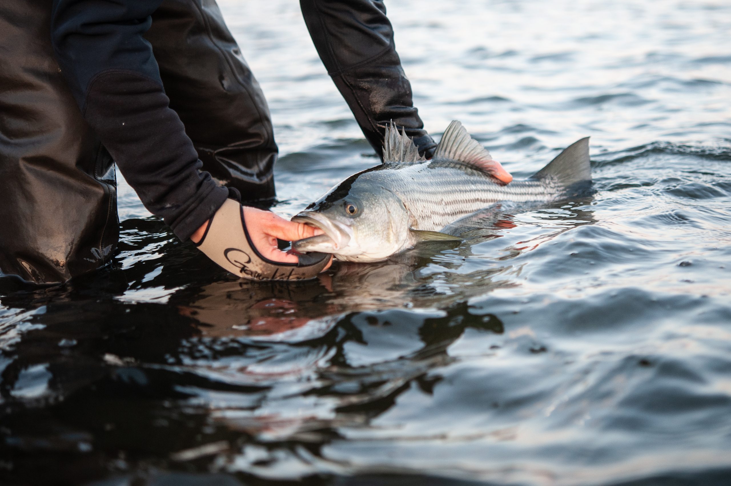 Coastal New Hampshire and Maine Fishing Report- May 18, 2023 - Vimarsana News