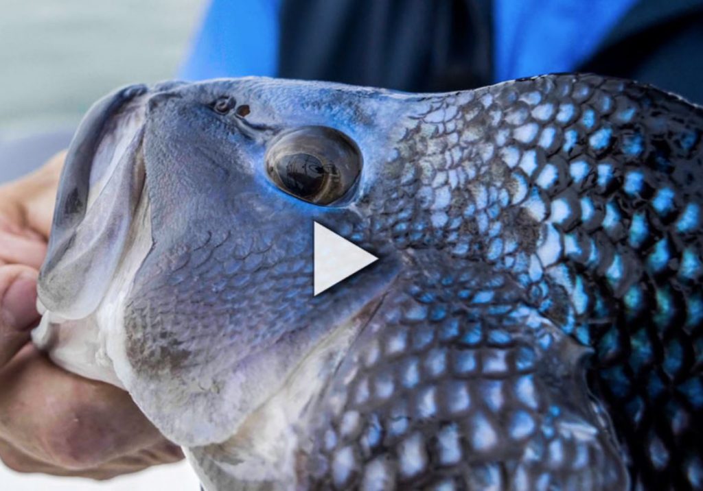 Gear & Tackle Buzzards Bay Black Sea Bass S18 E2 On The Water