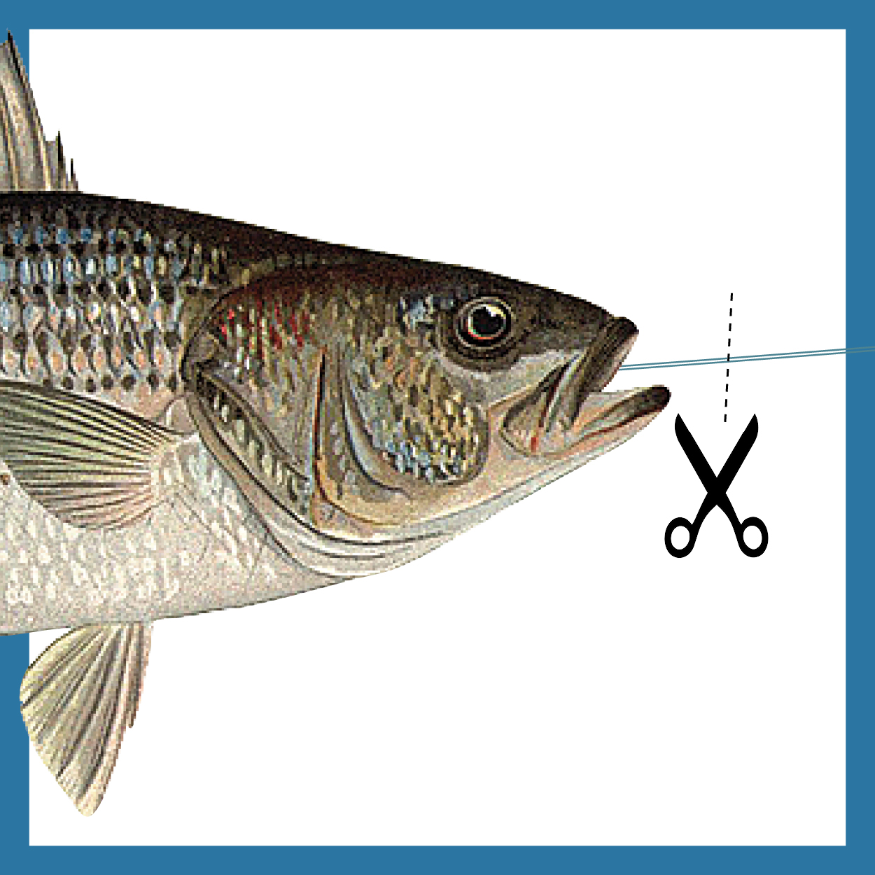 Circle Hooks For Striped Bass On The Water