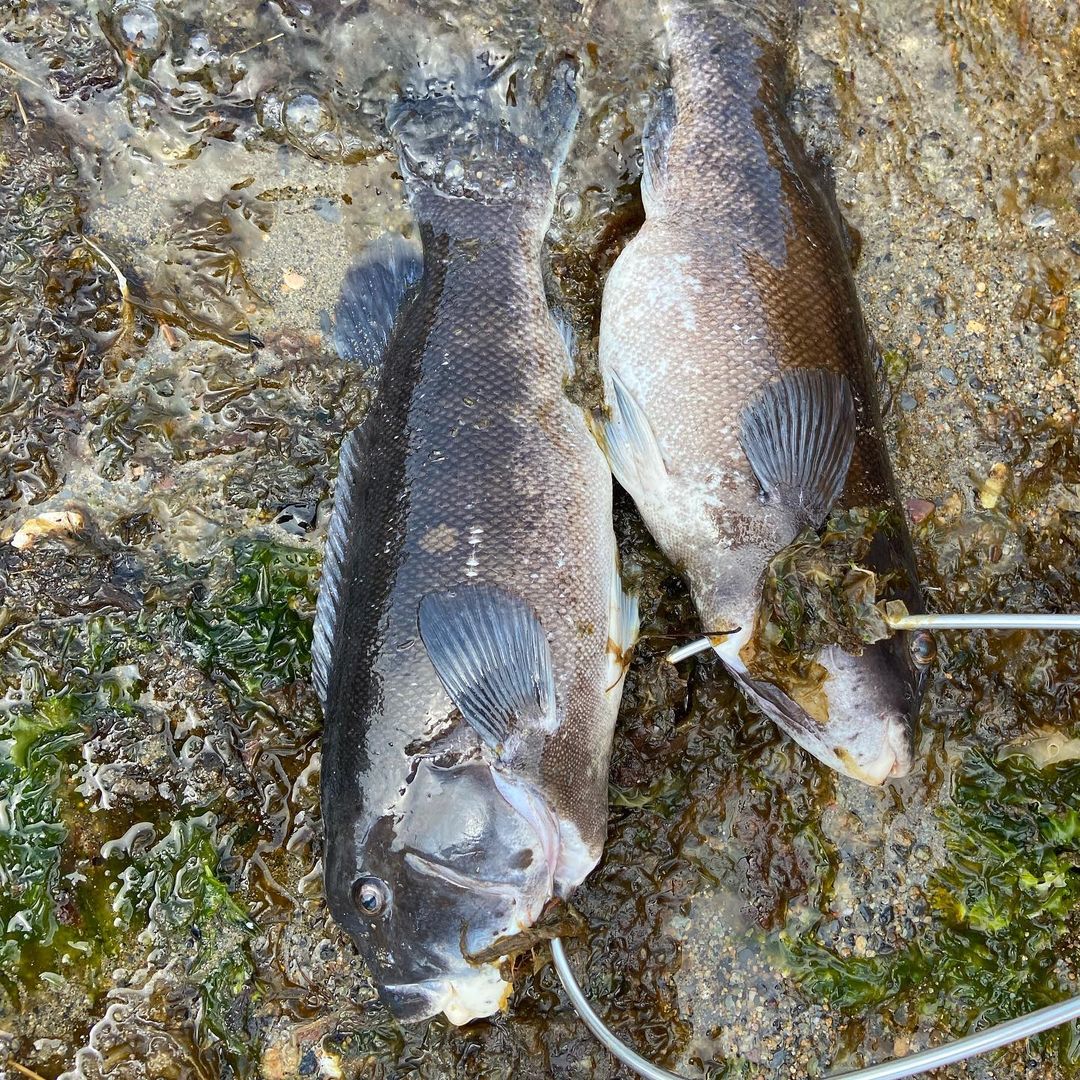 Rhode Island Fishing Report – April 29, 2021 - Vimarsana News