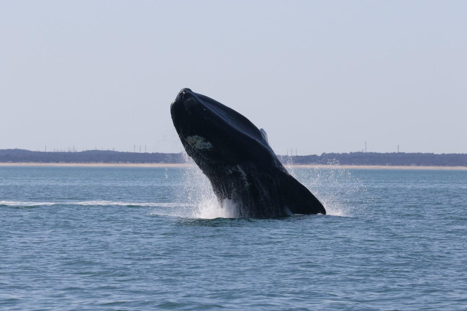 High Density of Right Whales in Massachusetts Waters - Vimarsana News