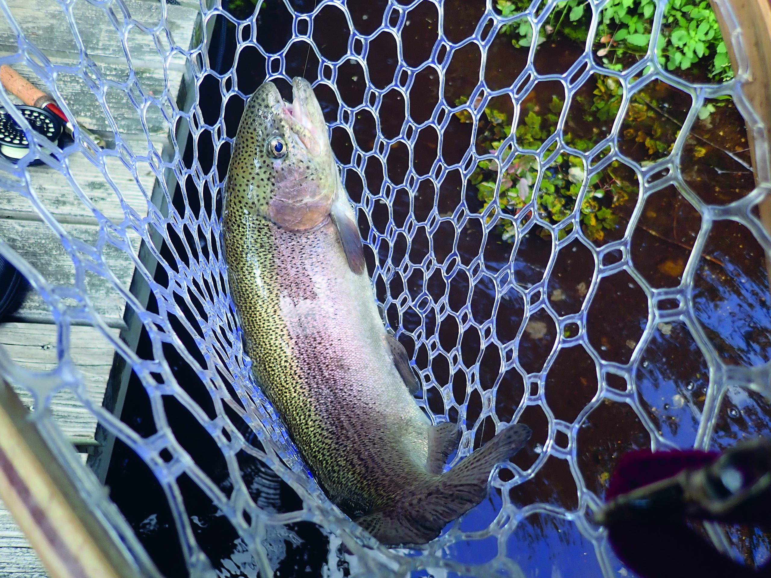 Fishing the Connetquot River for Trout - Vimarsana News