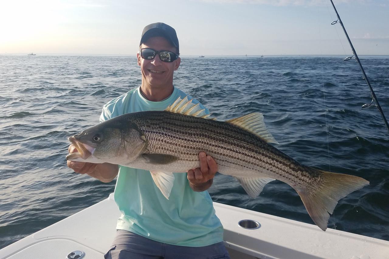 Striped Bass Managers Move Forward on Updating Management Program - Vimarsana News