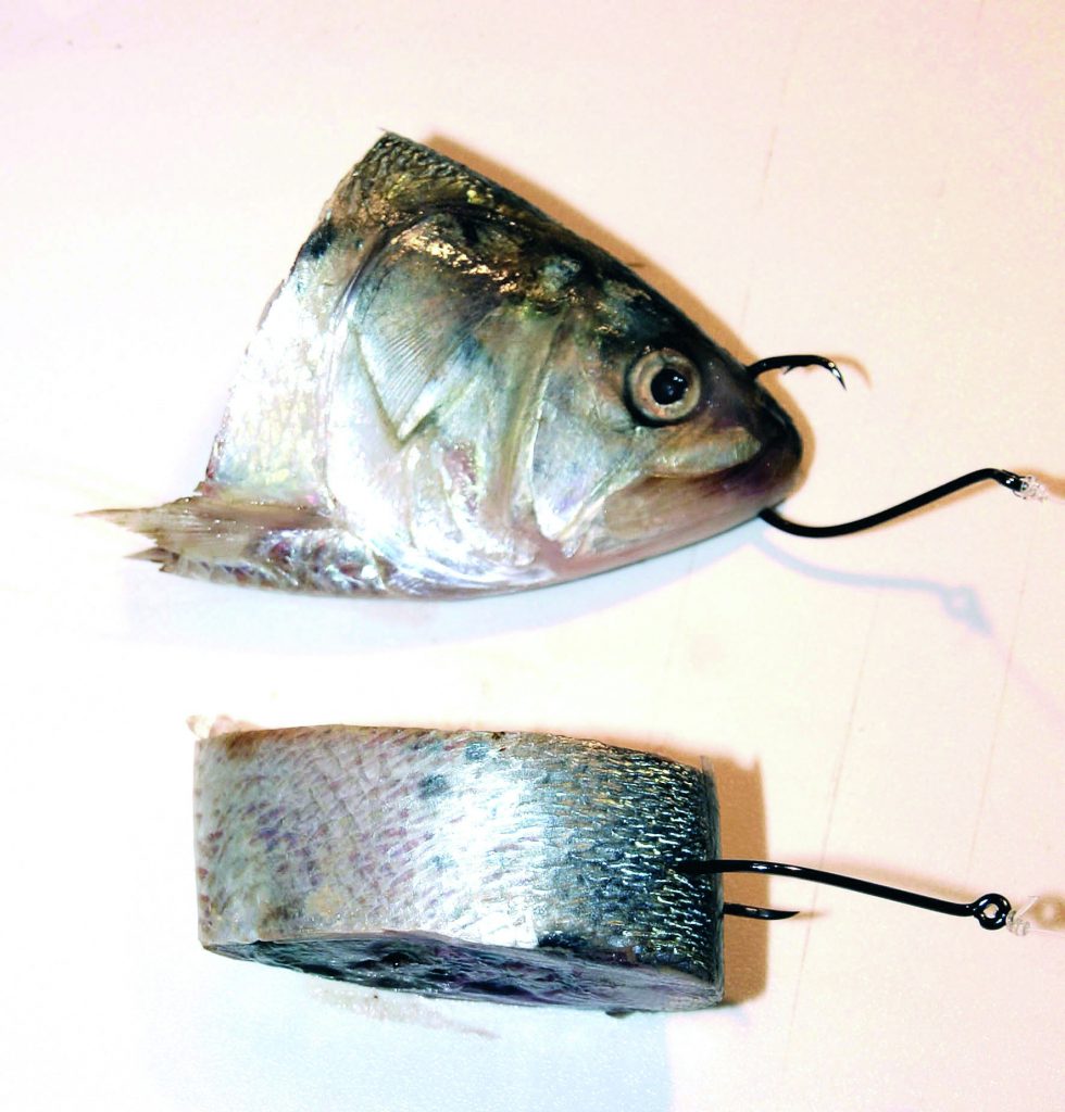 Choosing The Correct Circle Hook Size For Stripers On The Water