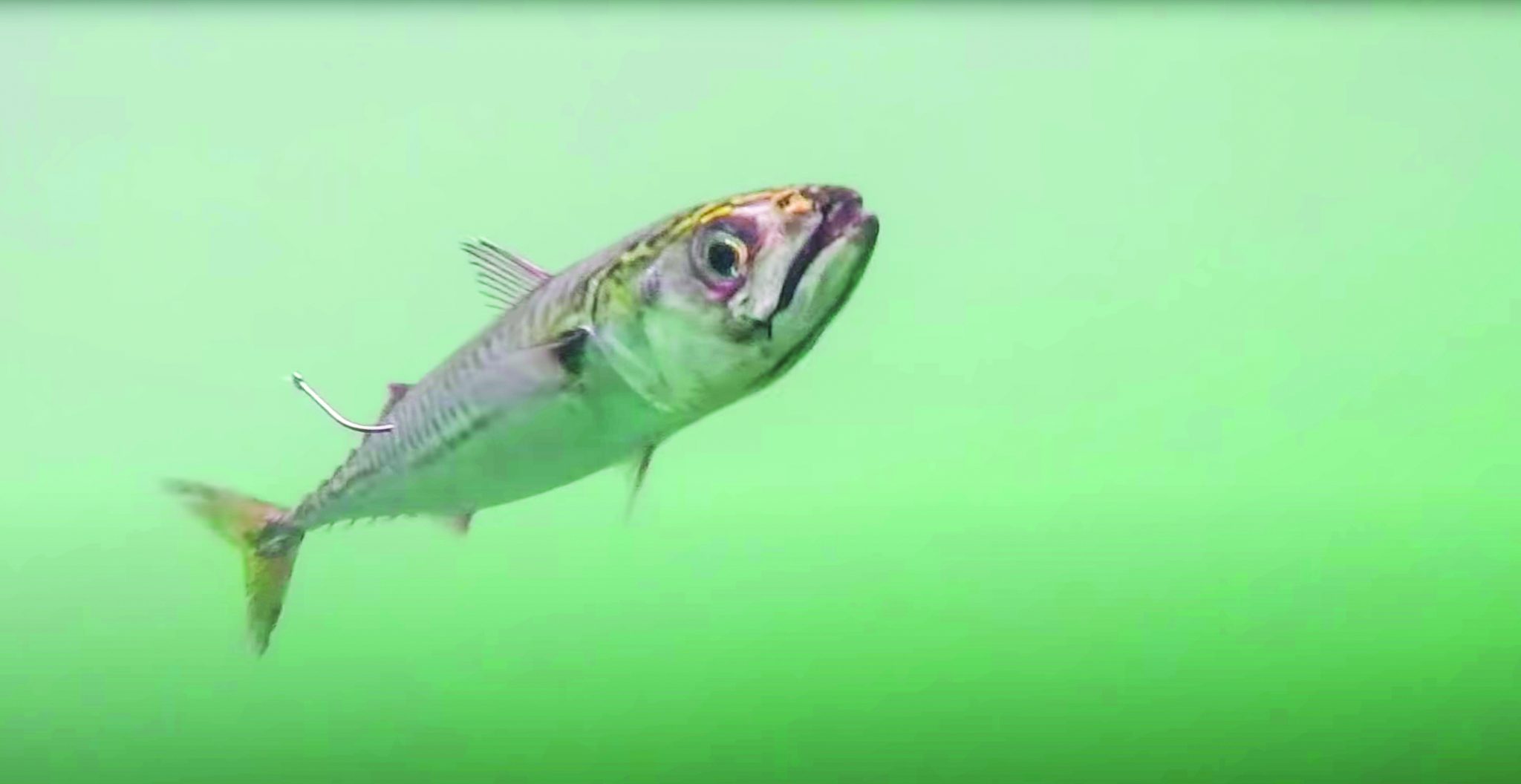 Choosing The Correct Circle Hook Size For Stripers On The Water