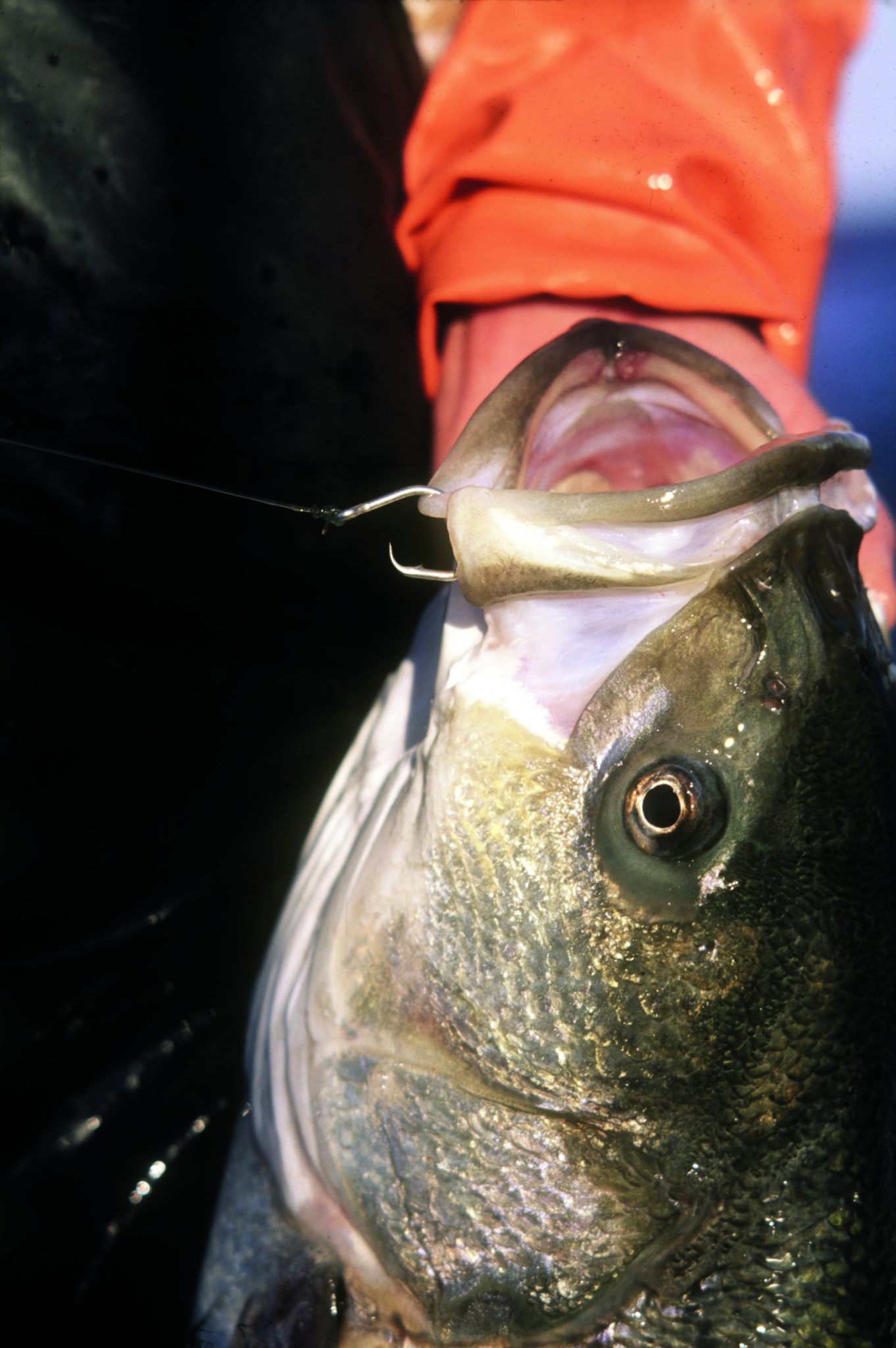Choosing The Correct Circle Hook Size For Stripers On The Water