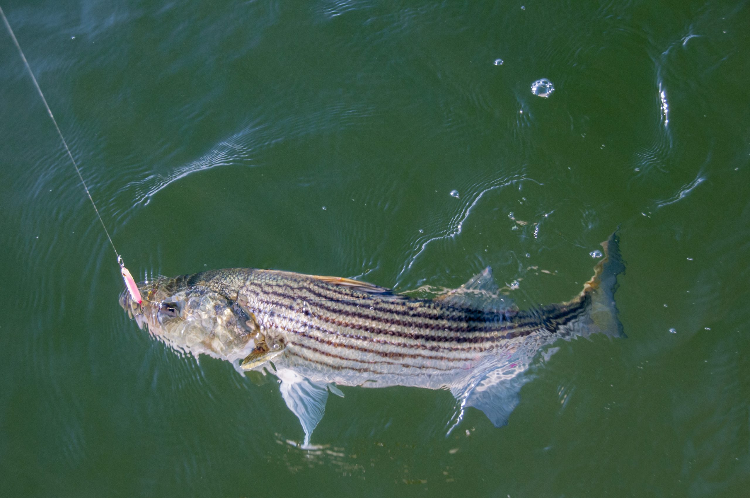 2023 Block Island Inshore Fishing Tournament: July 22-23 - Vimarsana News