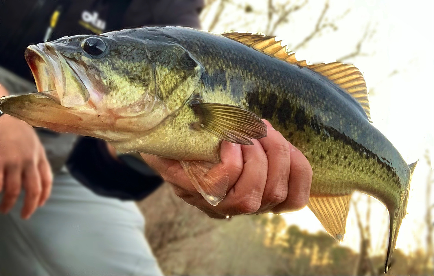 Seven Essential Winter Bass Fishing Lures - On The Water