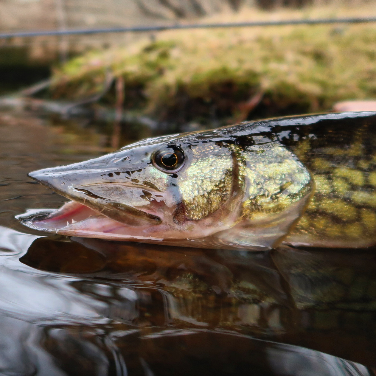Cape Cod Fishing Report- February 9, 2023 - Vimarsana News