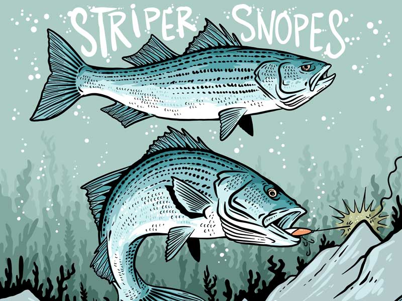 Striper Myths - On The Water - Vimarsana News
