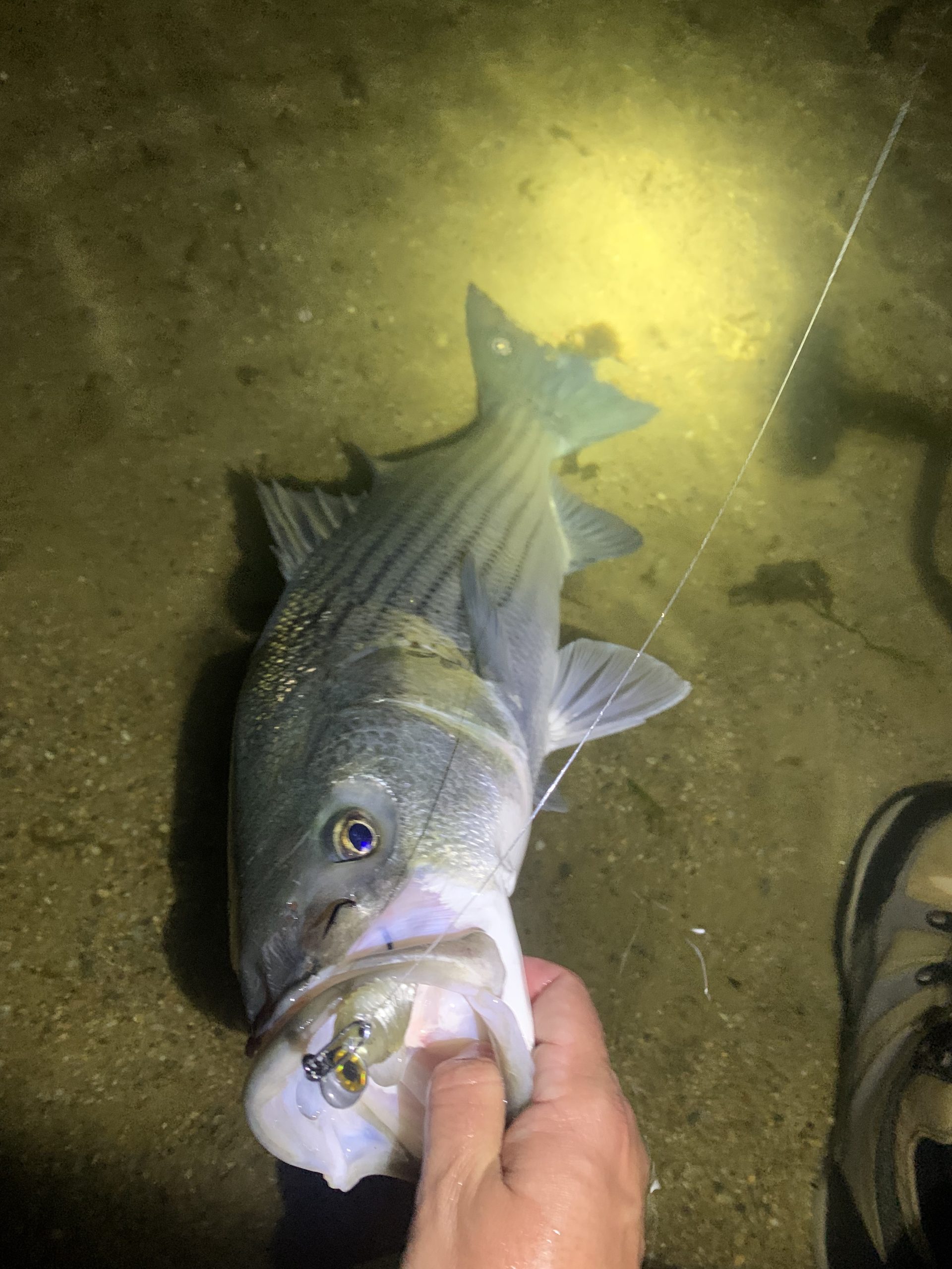 Cape Cod Fishing Report- April 27, 2023 - Vimarsana News