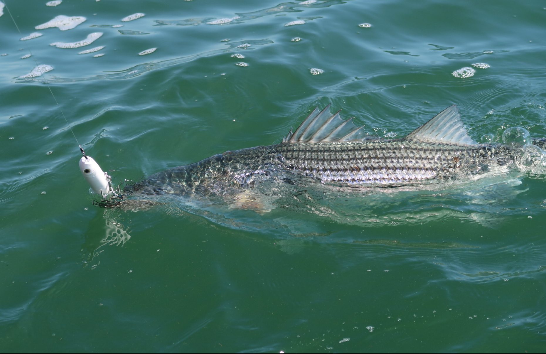 Southern New Jersey Fishing Report- June 1, 2023 - Vimarsana News
