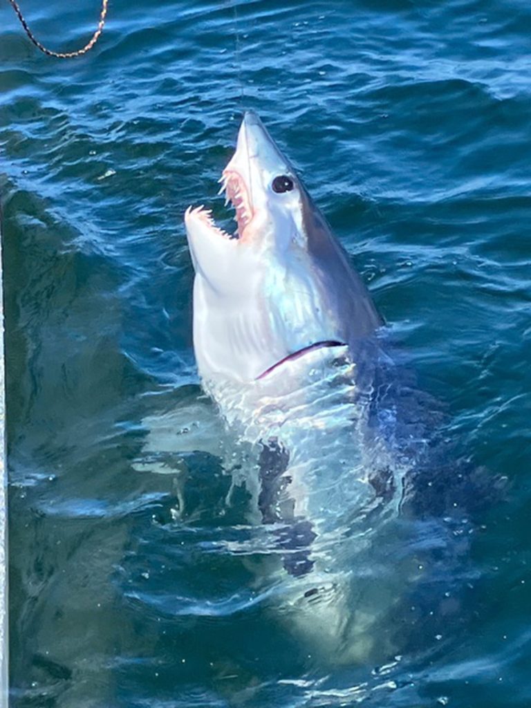 Legit Fish Massachusetts Fishing Report- August 10, 2023 - On The Water