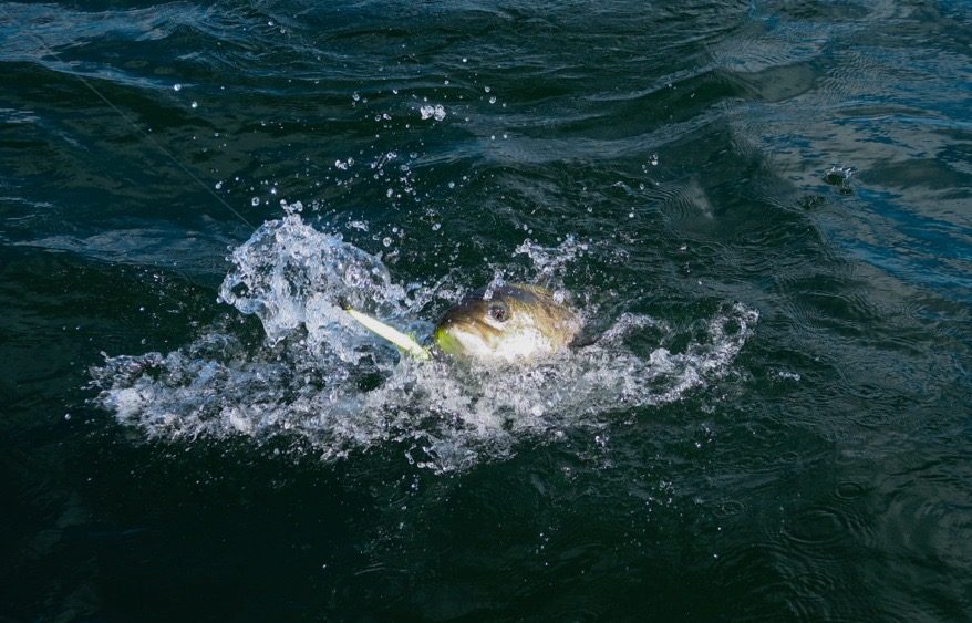 Southern New Jersey Fishing Report- November 22, 2023 - Vimarsana News