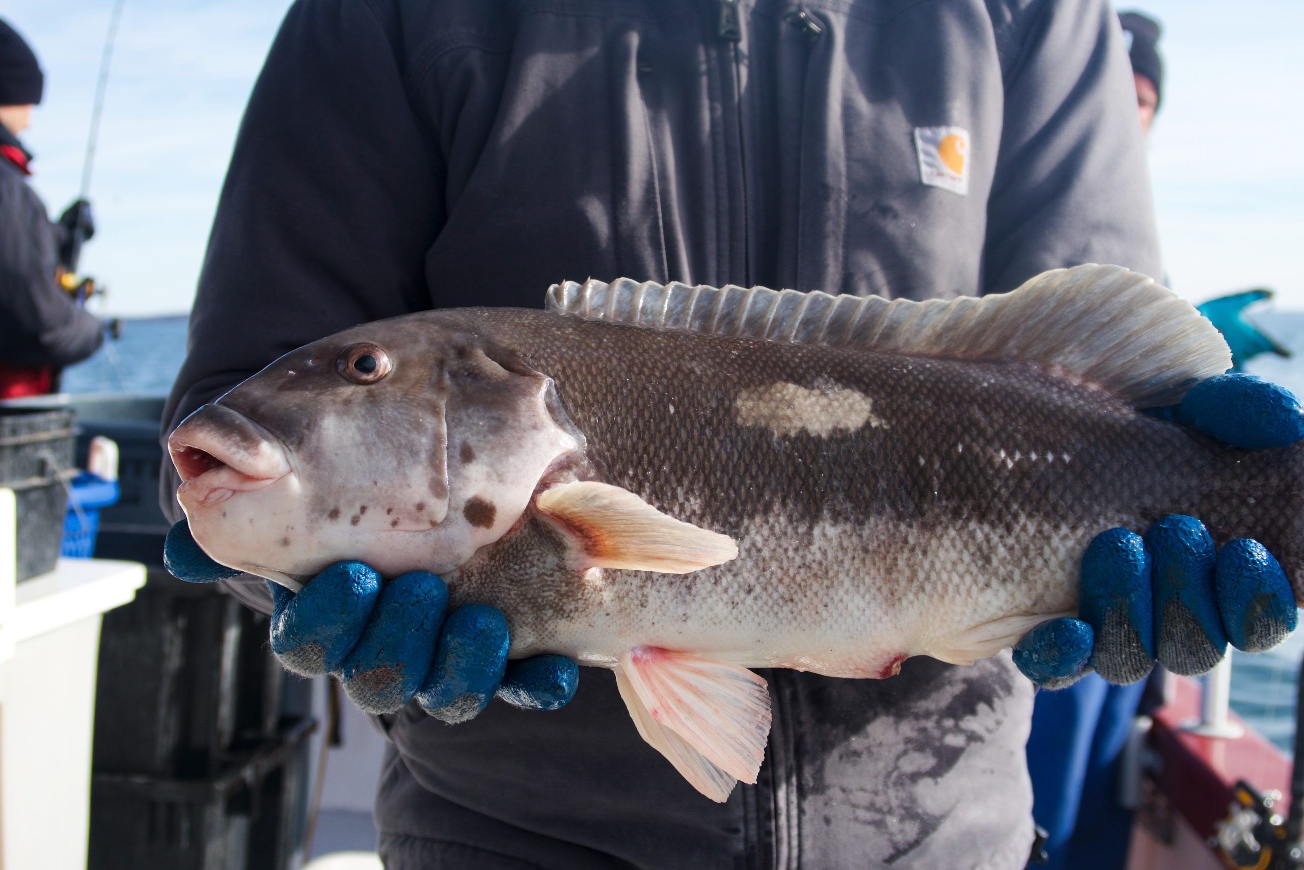 Connecticut Fishing Report- November 30, 2023 - Vimarsana News