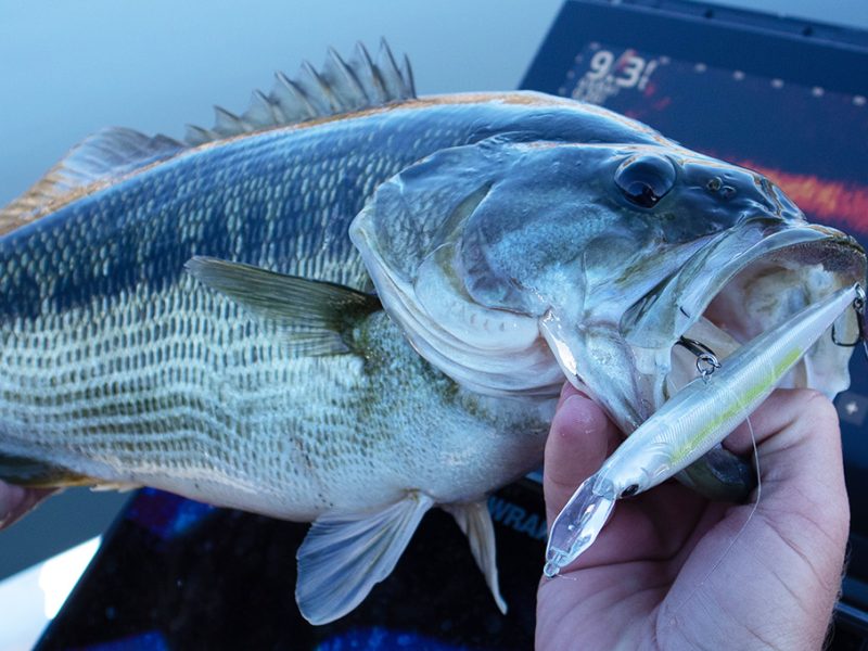 Berkley Fishing Shares New Forward-Facing Sonar Optimized Baits