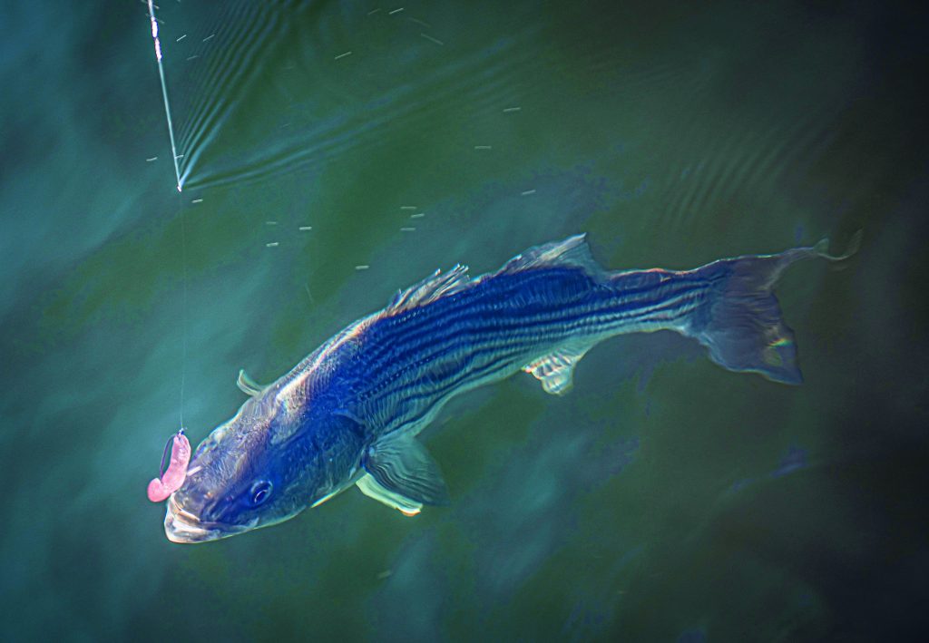 Weightless Soft-Plastics for Backwater Stripers - On The Water