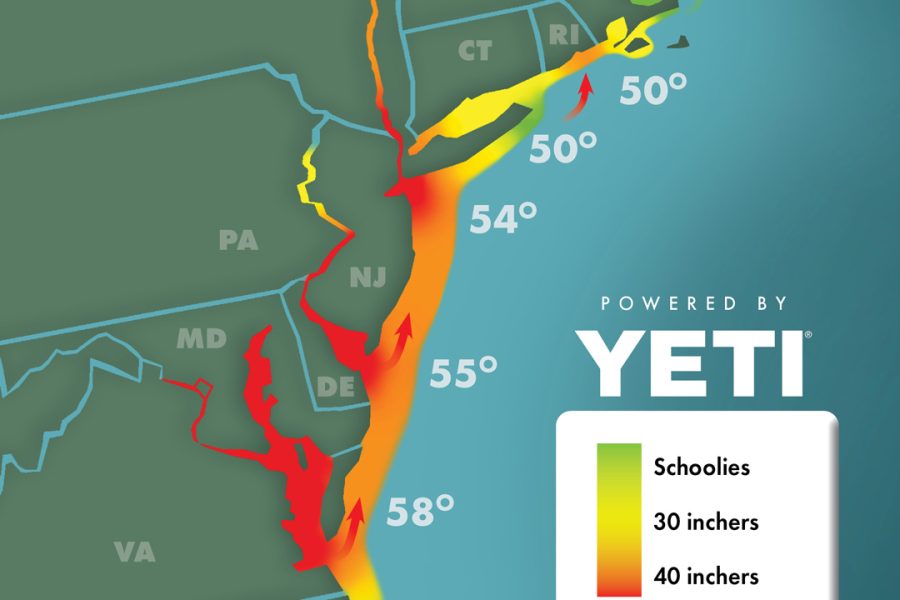 New York and Long Island Fishing Reports